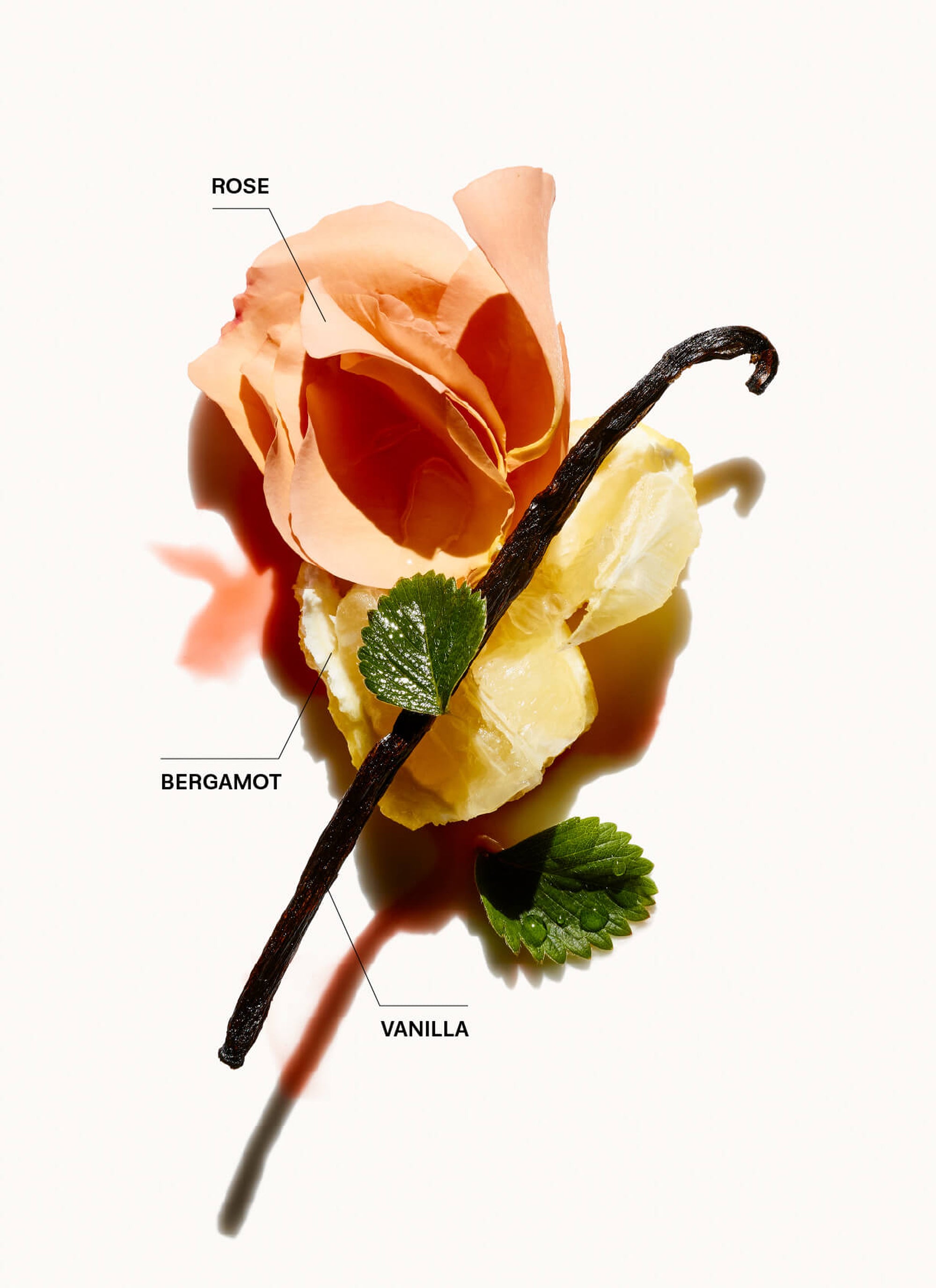 EVERLASTING.COLOUR WASH – Duftnoten