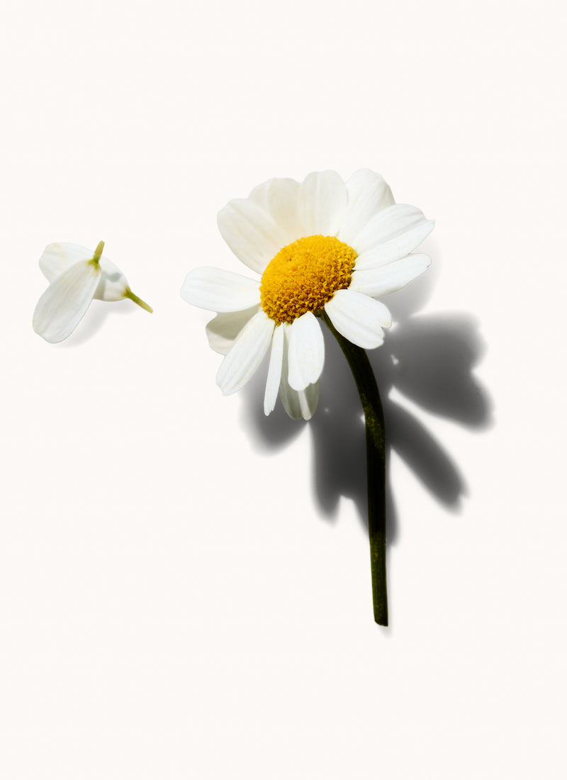 Kamillenblüten-Extrakt